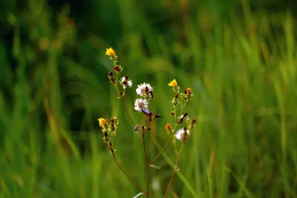 Pequeñas Flores Blancas Silvestres Bosque Verano — Foto de Stock