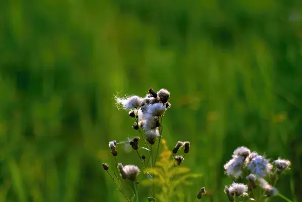 Petites Fleurs Blanches Sauvages Dans Forêt Été — Photo