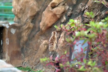 Hayvanat bahçesindeki mirket yazın ağaçta oturur.