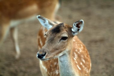 Küçük boynuzsuz geyik yazın hayvanat bahçesinde
