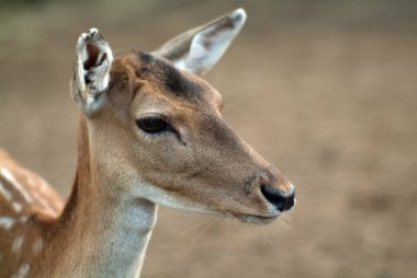 Küçük boynuzsuz geyik yazın hayvanat bahçesinde