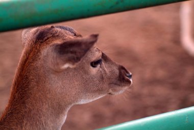 Küçük boynuzsuz geyik yazın hayvanat bahçesinde