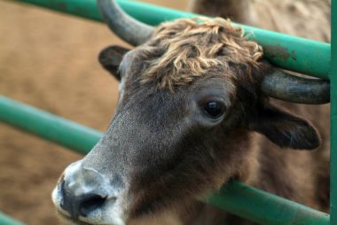 Hayvanat bahçesindeki tüylü dağ inekleri, yazın