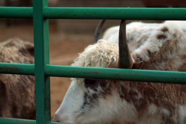 Hayvanat bahçesindeki tüylü dağ inekleri, yazın