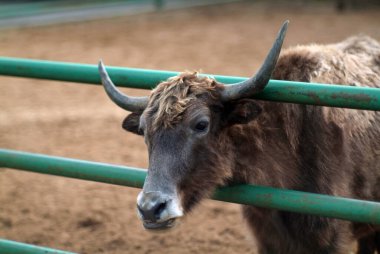 Hayvanat bahçesindeki tüylü dağ inekleri, yazın