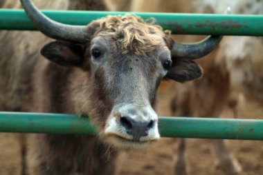 Hayvanat bahçesindeki tüylü dağ inekleri, yazın