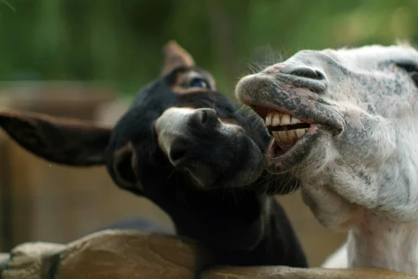 Ânes Noirs Blancs Dans Zoo Été — Photo