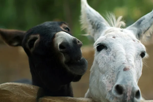 Burros Blancos Negros Zoológico Verano —  Fotos de Stock