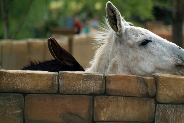 Ânes Noirs Blancs Dans Zoo Été — Photo