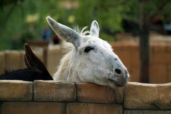 Black White Donkeys Zoo Summer — Stock Photo, Image