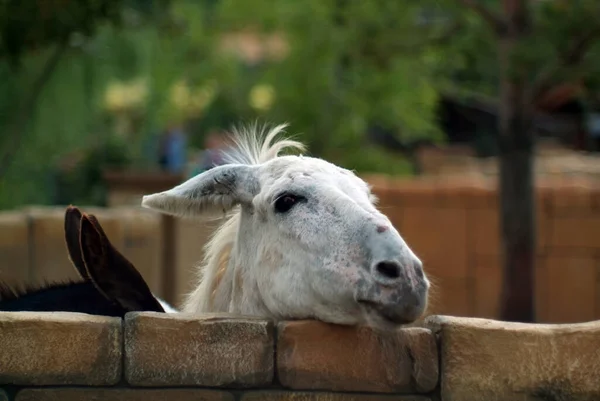 Burros Blancos Negros Zoológico Verano —  Fotos de Stock