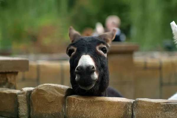 Ânes Noirs Blancs Dans Zoo Été — Photo