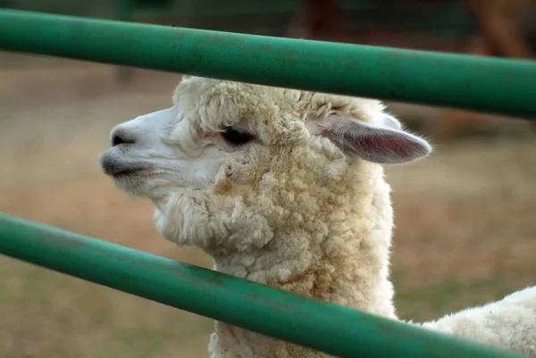 Llama Blanca Detrás Valla Zoológico Verano — Foto de Stock