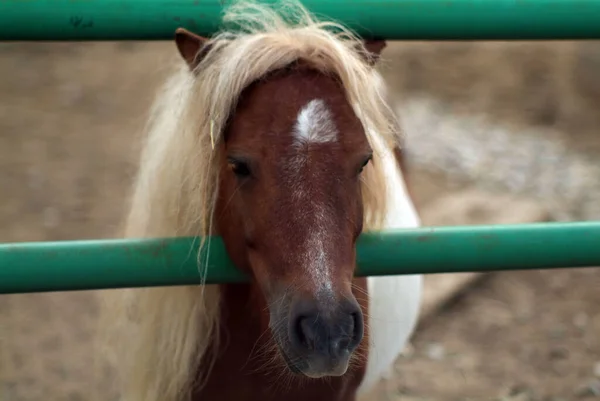 Shaggy Brown Pony Zoo Summer — Stock Photo, Image