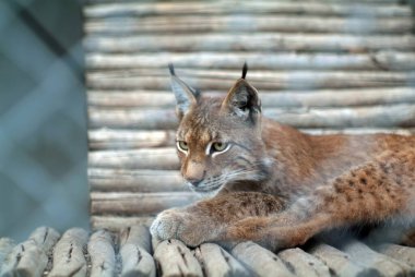 Vaşak, yazın hayvanat bahçesindeki evinin yanında.