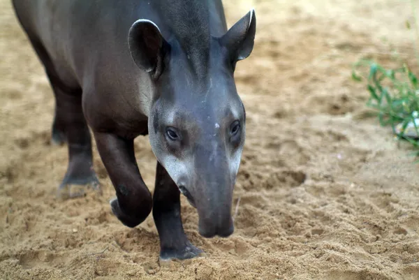 Tapir Promenades Dans Zoo Été — Photo
