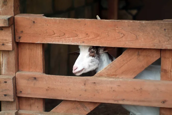 Screw Legged Goat Zoo Summer — Stock Photo, Image