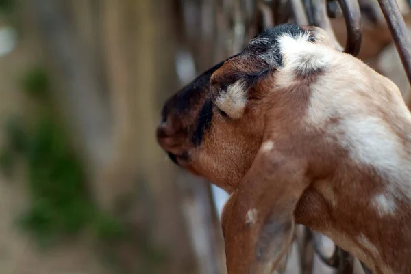 Fold Eared Goat Zoo Summer — Stock Photo, Image