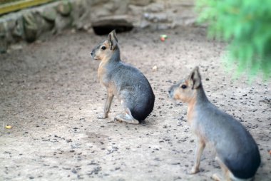 Mara yazın hayvanat bahçesinde bir kafeste oturur.