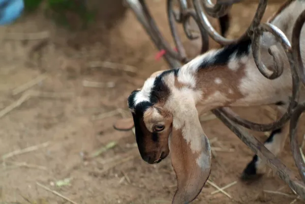 Chèvre Oreilles Croisées Zoo Été — Photo