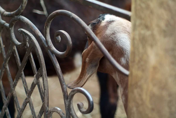 Cabra Orejas Plegadas Zoológico Verano —  Fotos de Stock