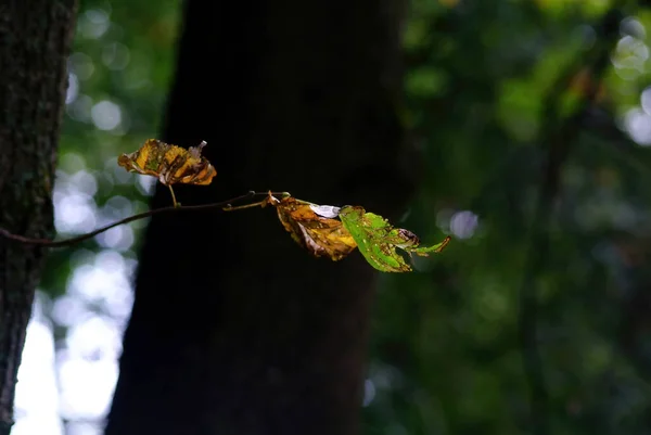 树枝上的老林登叶子 — 图库照片