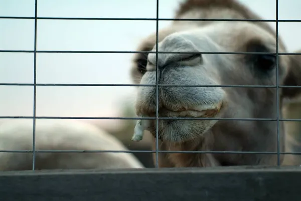 Camel Head Bars Close Zoo — Stock Photo, Image