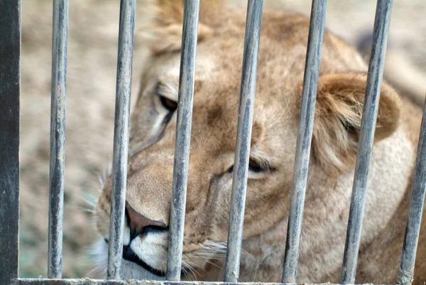 在动物园里被关进监狱的狮子 图库图片
