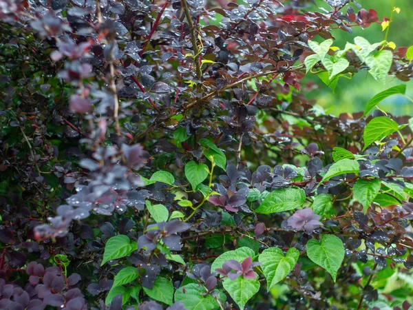 Buisson Épine Vinette Dans Jardin Après Pluie Été — Photo