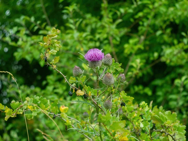 Fleurs Épine Dans Jardin Russie Été — Photo