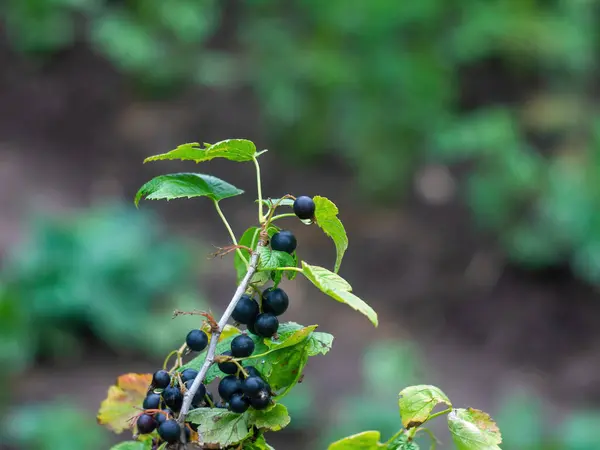 Bayas Grosella Negra Los Arbustos Verano — Foto de Stock
