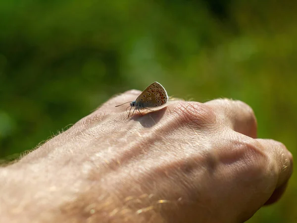 Ein Kleiner Schmetterling Sitzt Auf Dem Arm Sommer — Stockfoto