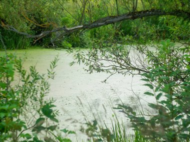 Yazın küçük bir nehrin ağaçlarla kaplı kıyısı