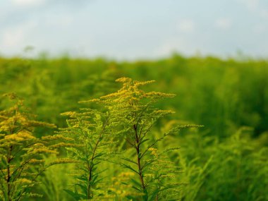 Yazın küçük sarı çiçekli bir tarlada yabani otlar.