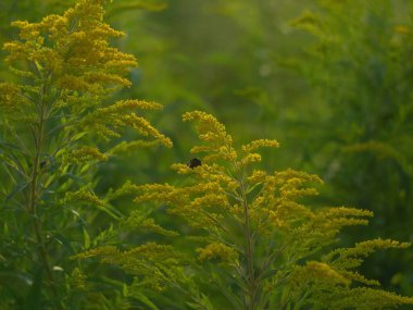 Yazın küçük sarı çiçekli bir tarlada yabani otlar.