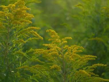 Yazın küçük sarı çiçekli bir tarlada yabani otlar.