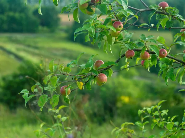 wild apple tree on the edge of the field, in summer