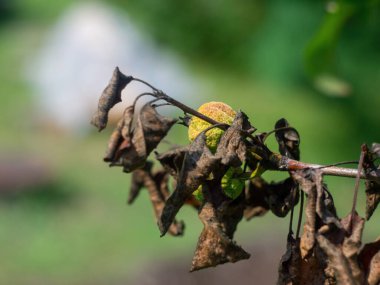Yazın, bir dalda kurumuş elma.