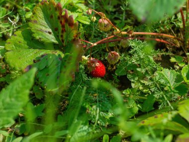 Yazın köyde bir yatakta çilek.