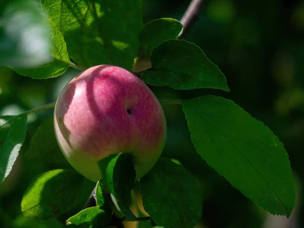 Pomme Non Mûre Sur Une Branche Été — Photo