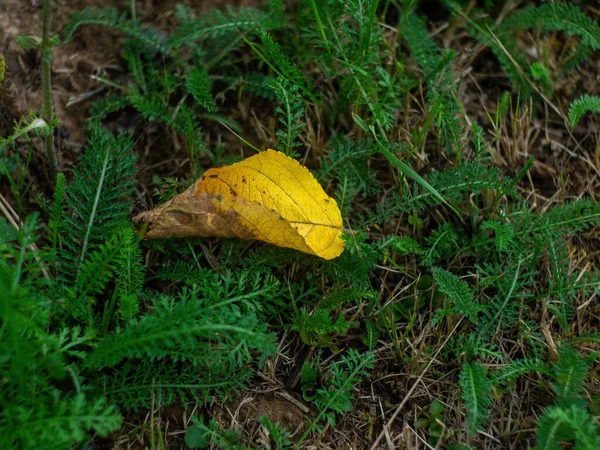 Folha Amarela Árvore Encontra Grama Verão — Fotografia de Stock