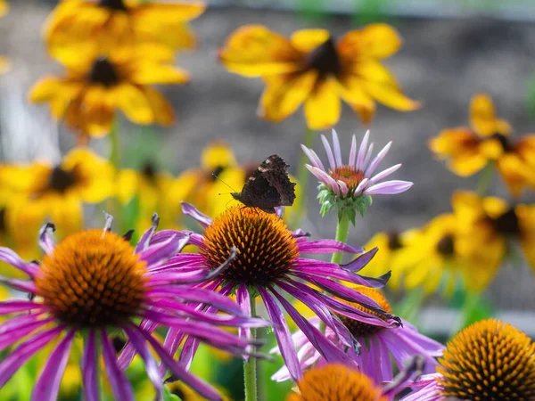 Ein Brauner Schmetterling Sitzt Auf Einer Blume Sommer — Stockfoto