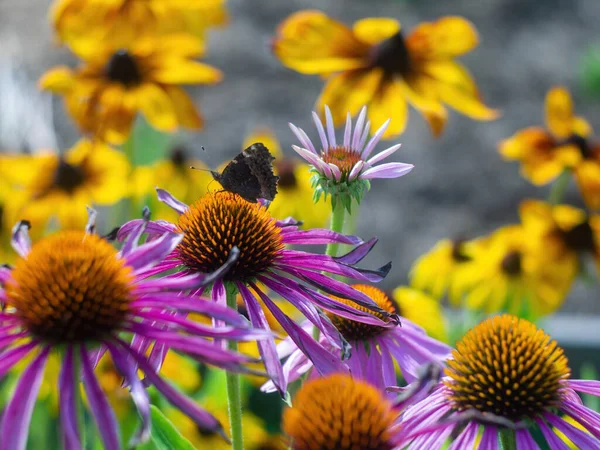 Ein Brauner Schmetterling Sitzt Auf Einer Blume Sommer — Stockfoto