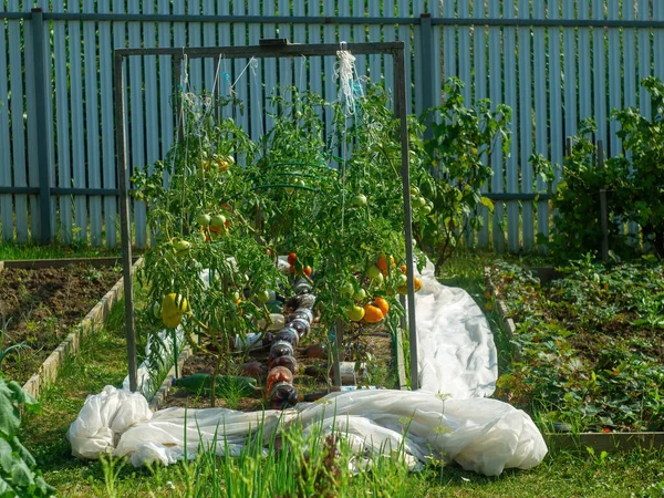 Tomates Amadurecem Cama Verão — Fotografia de Stock