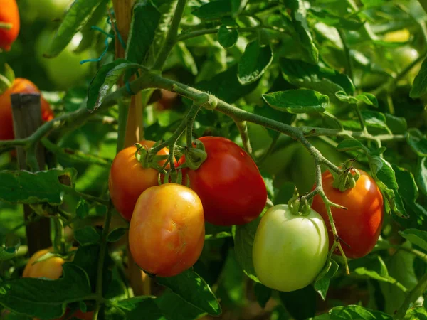 Tomates Mûrissent Dans Lit Été Photo De Stock