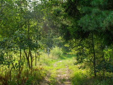 Aydınlık bir günde, baharda, ormanda bir patika.