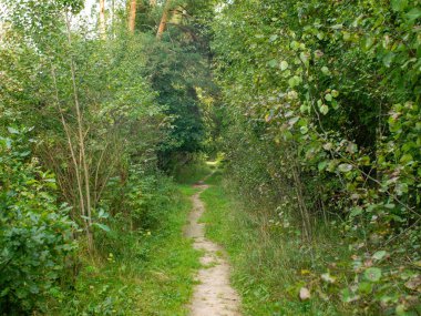 Aydınlık bir günde, baharda, ormanda bir patika.