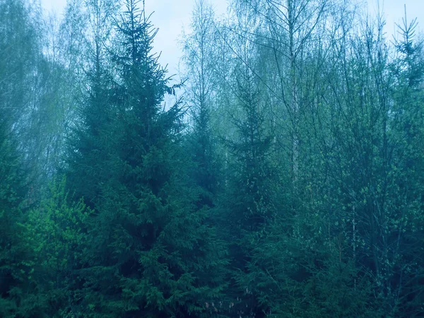 曇天の春の森夜 — ストック写真