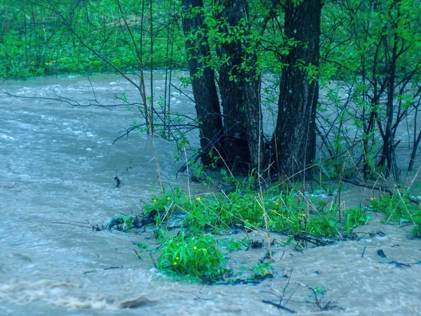 Sterke Stroming Van Water Het Bos Het Voorjaar — Stockfoto