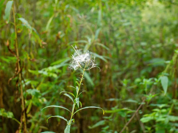 Белые Пушистые Семена Траве Весной — стоковое фото